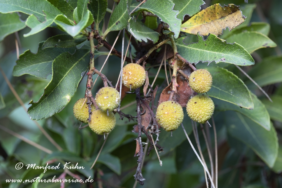 Erdbeerbaum (Westlicher)_0016