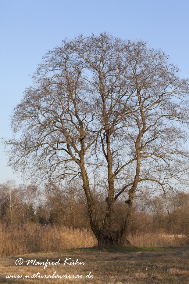 Erle (Schwarz-)_0001