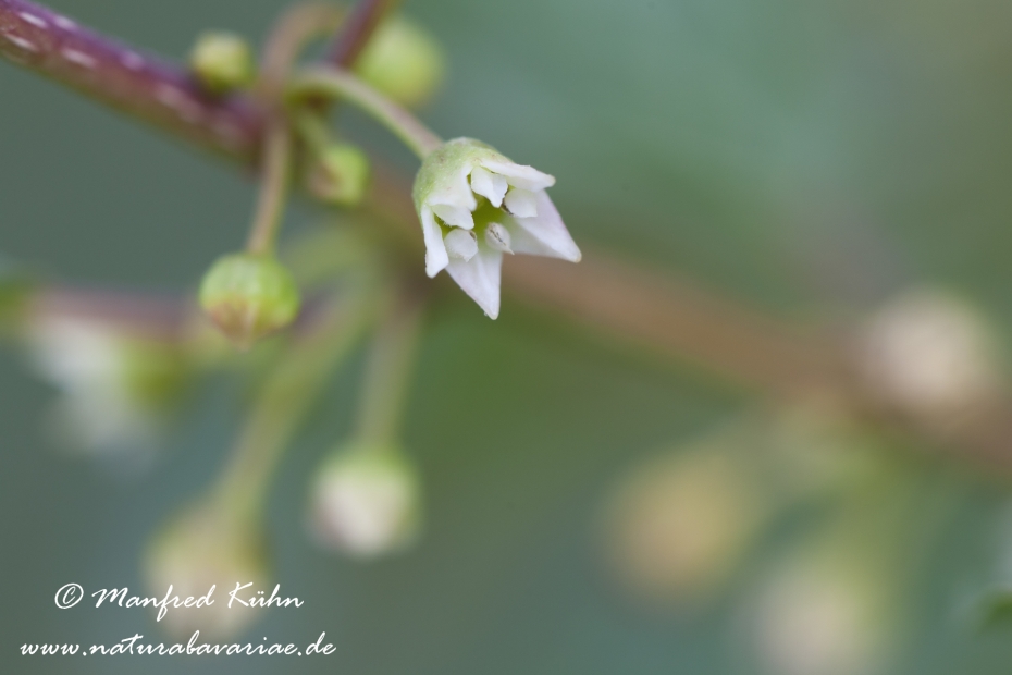 Faulbaum (Blüte)_0001