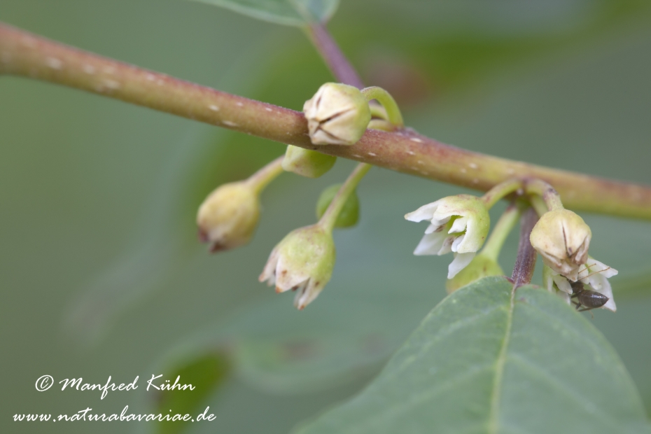 Faulbaum (Blüte)_0003