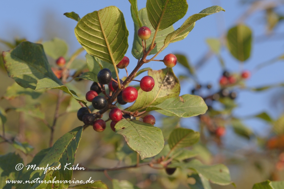 Faulbaum (Frucht)_0002