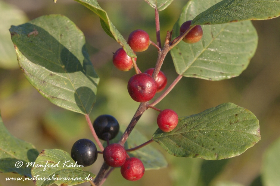Faulbaum (Frucht)_0003