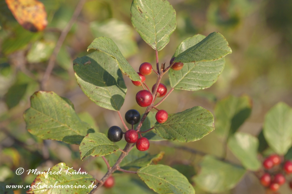 Faulbaum (Frucht)_0004