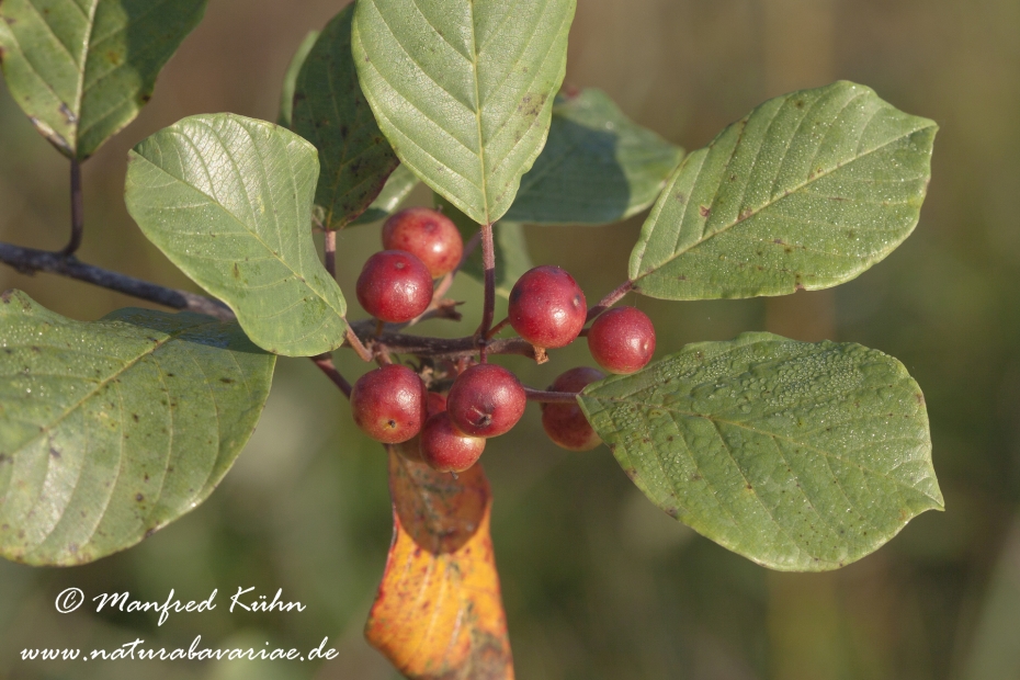 Faulbaum (Frucht)_0007