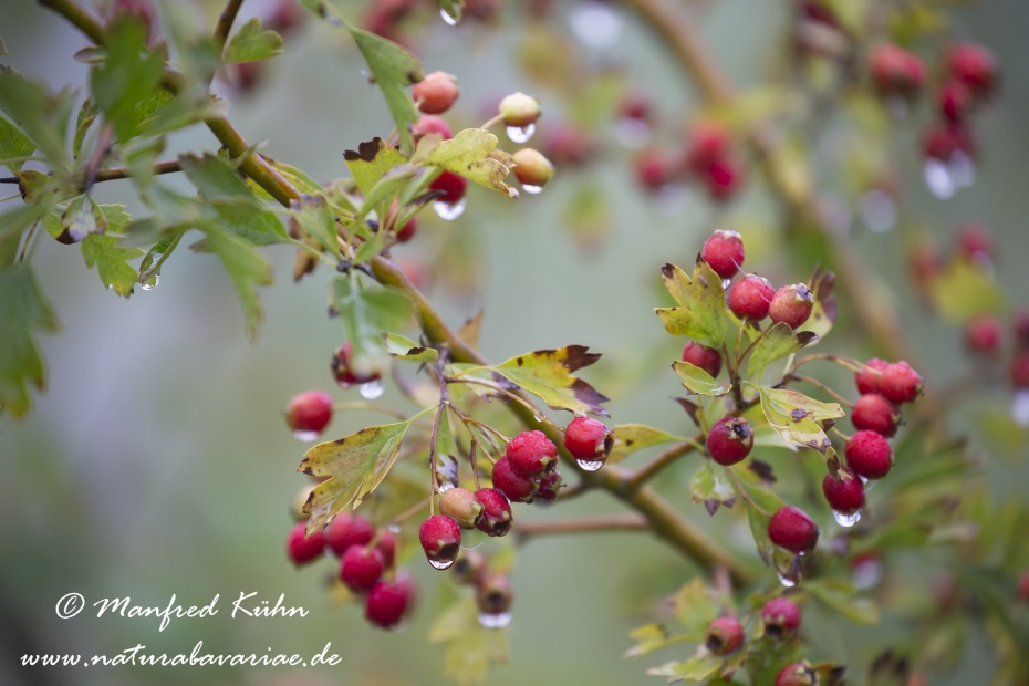 Weißdorn (eingriffeliger)_0017