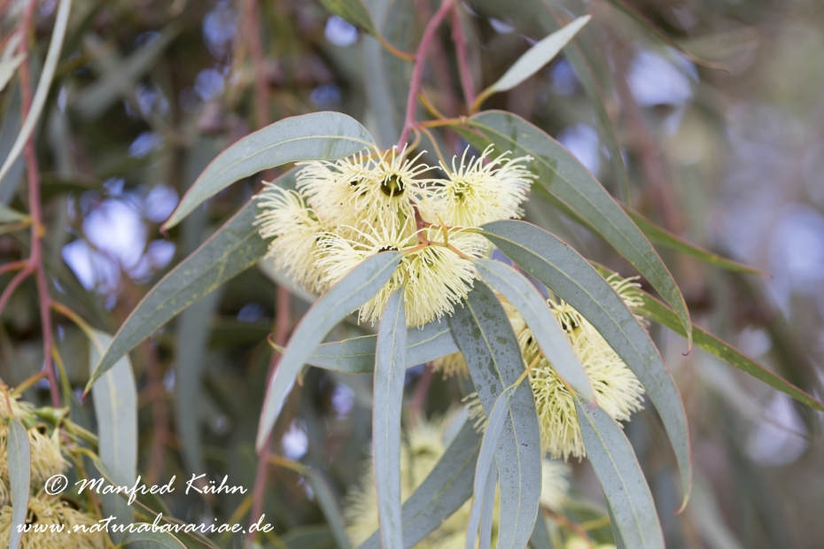 Eukalyptus (Blauer)_0002