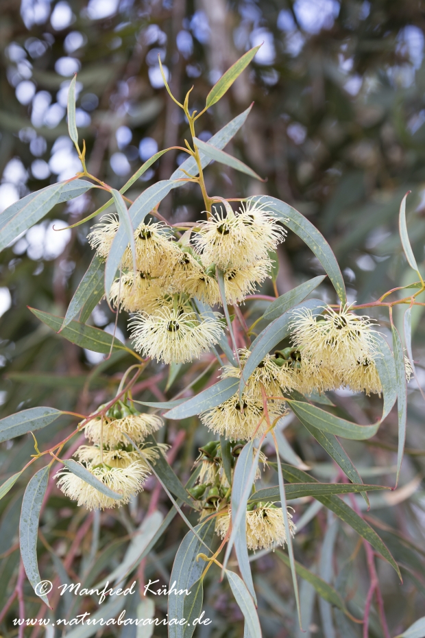 Eukalyptus (Blauer)_0006