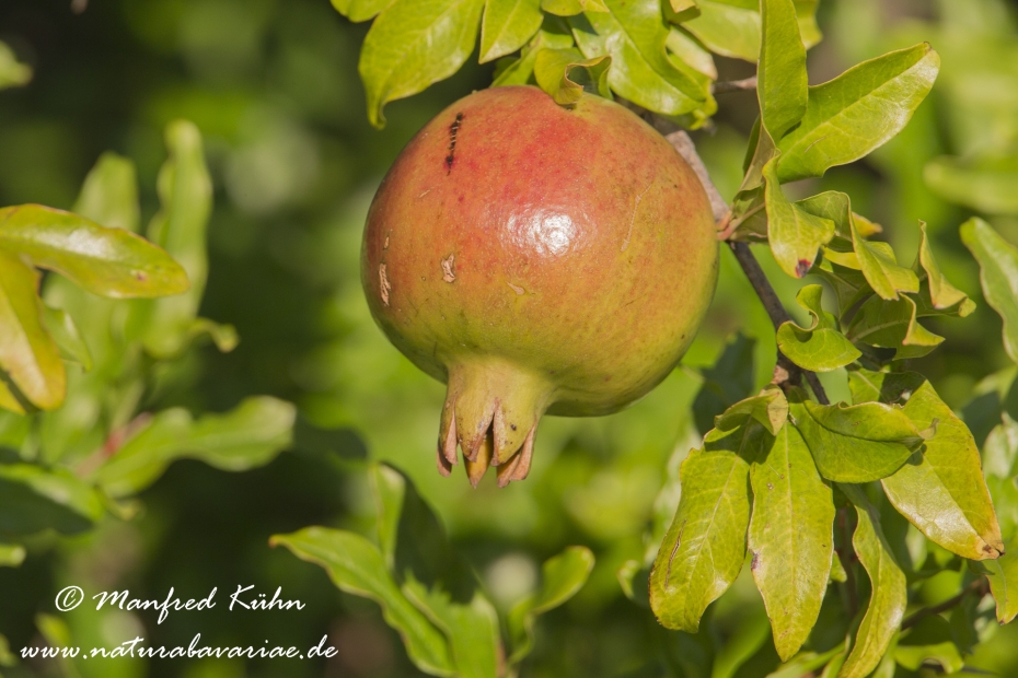 Granatapfel ()_0009