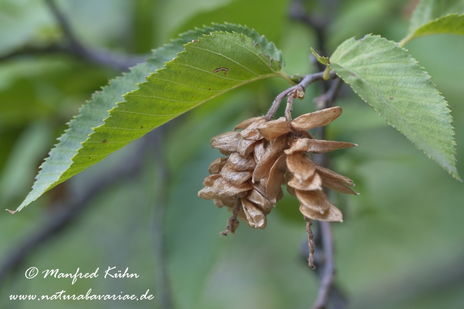 Hopfenbuche (Gewöhnliche)_0004