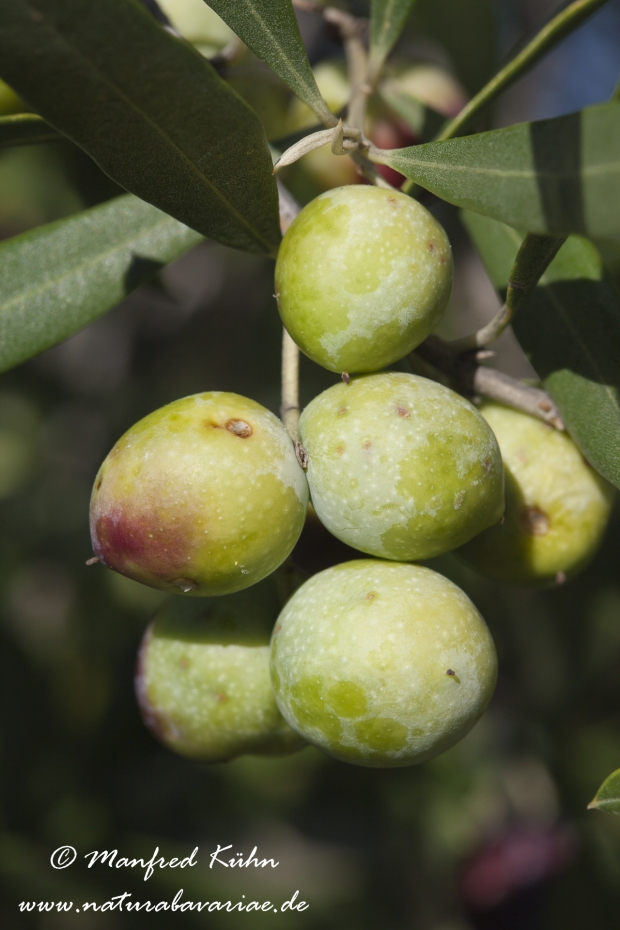 Olive ()_0035