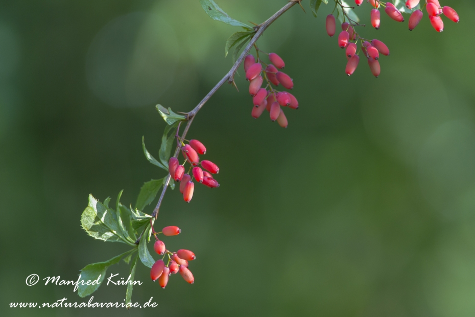Berberitze ()_0008