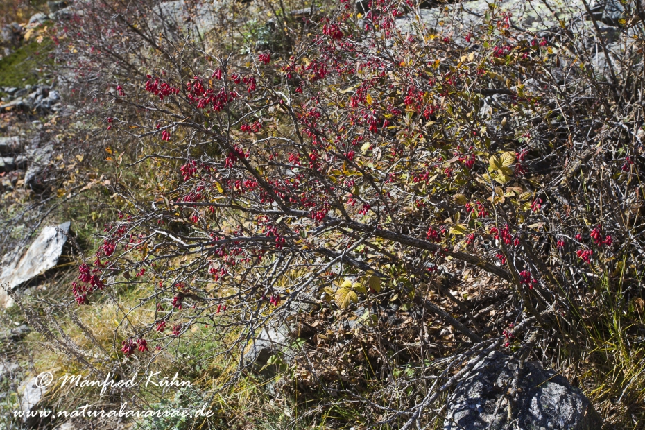 Berberitze ()_0013