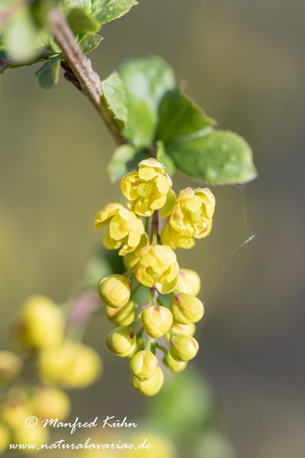 Berberitze ()_0017