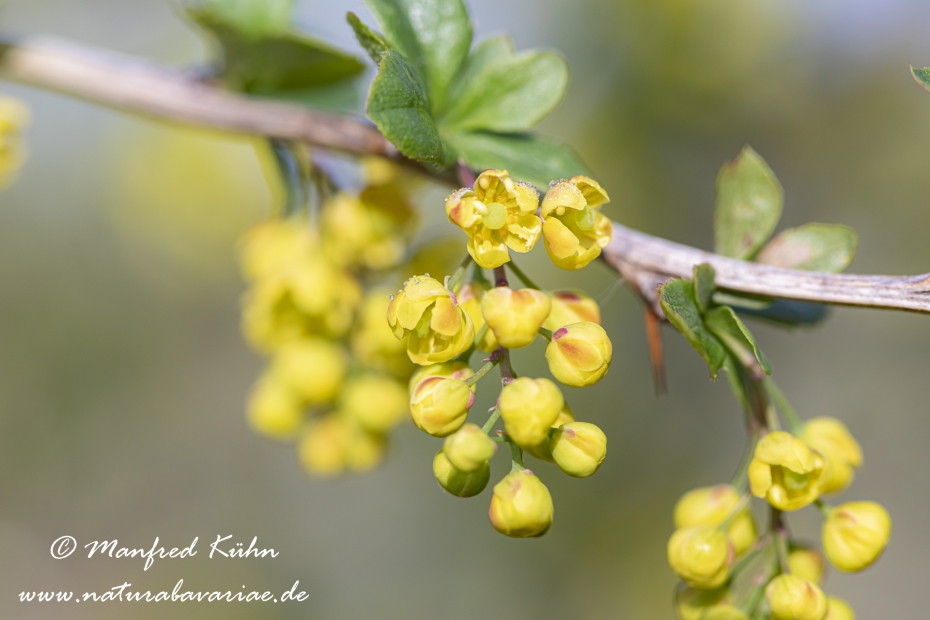 Berberitze ()_0019
