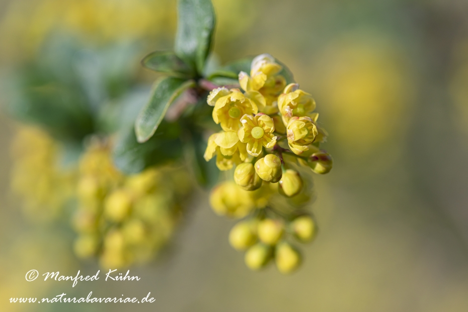 Berberitze ()_0020