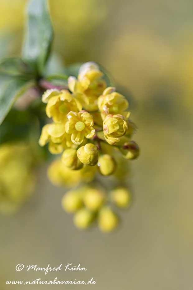 Berberitze ()_0025