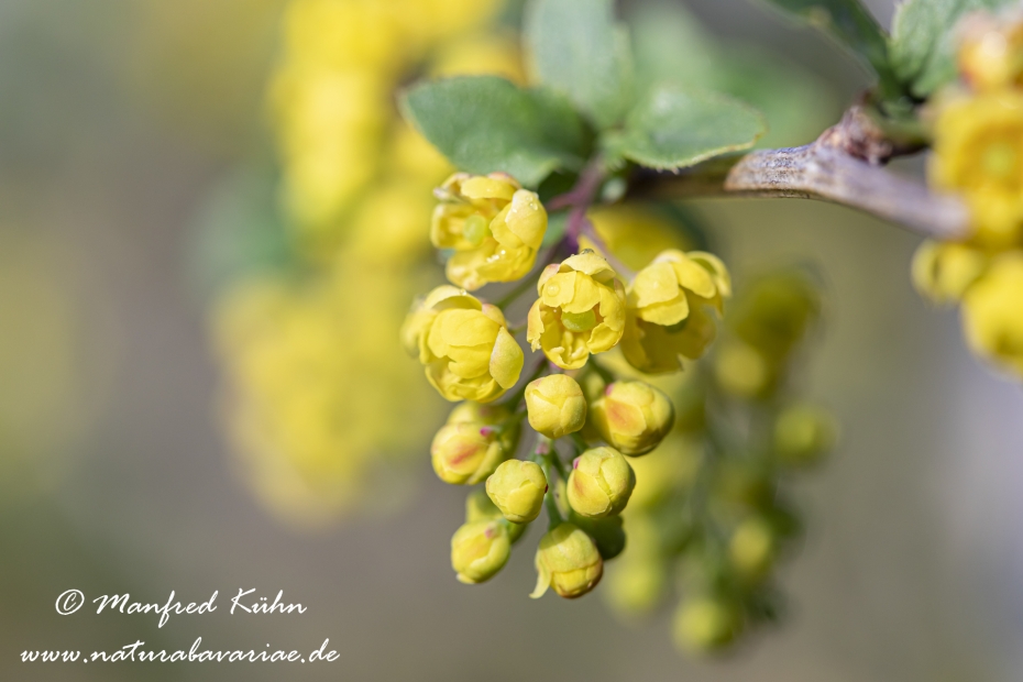 Berberitze ()_0026