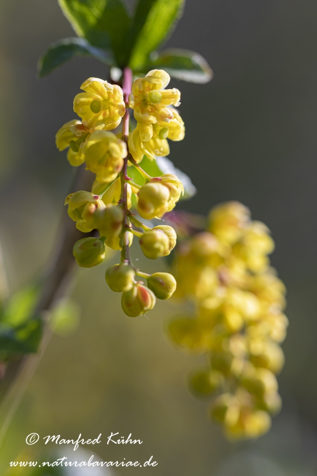 Berberitze ()_0032