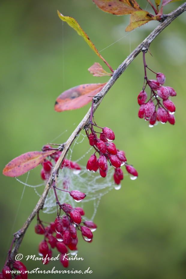 Berberitze ()_0033