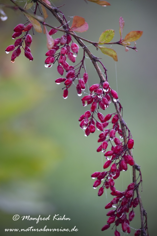 Berberitze ()_0037