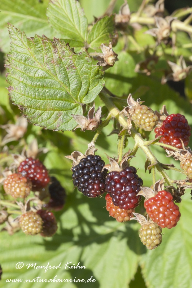 Brombeere_0001