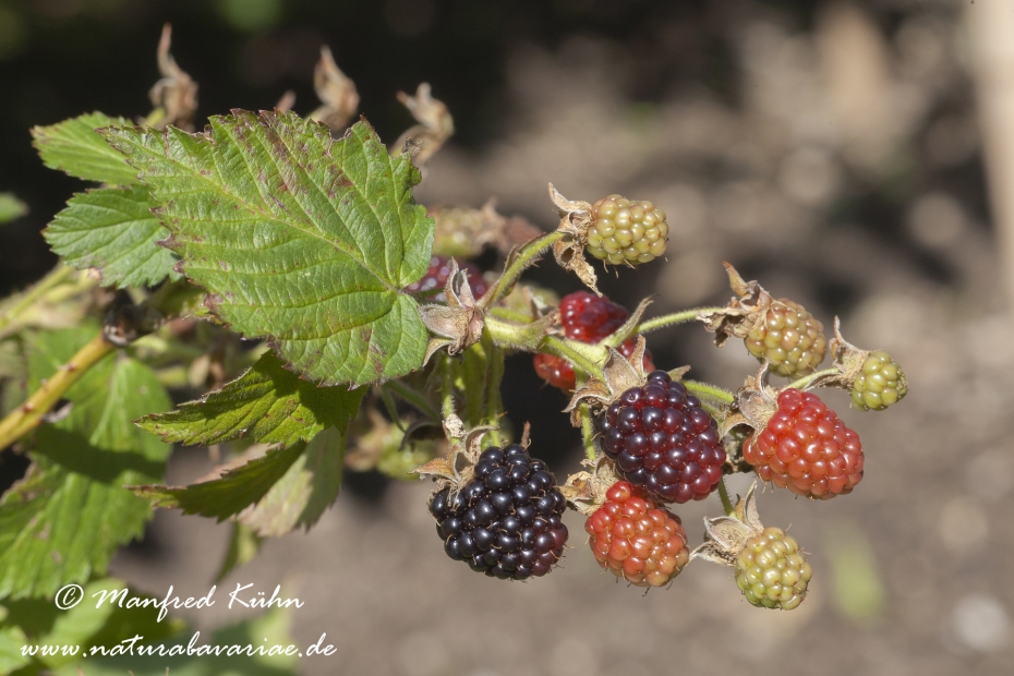 Brombeere_0002