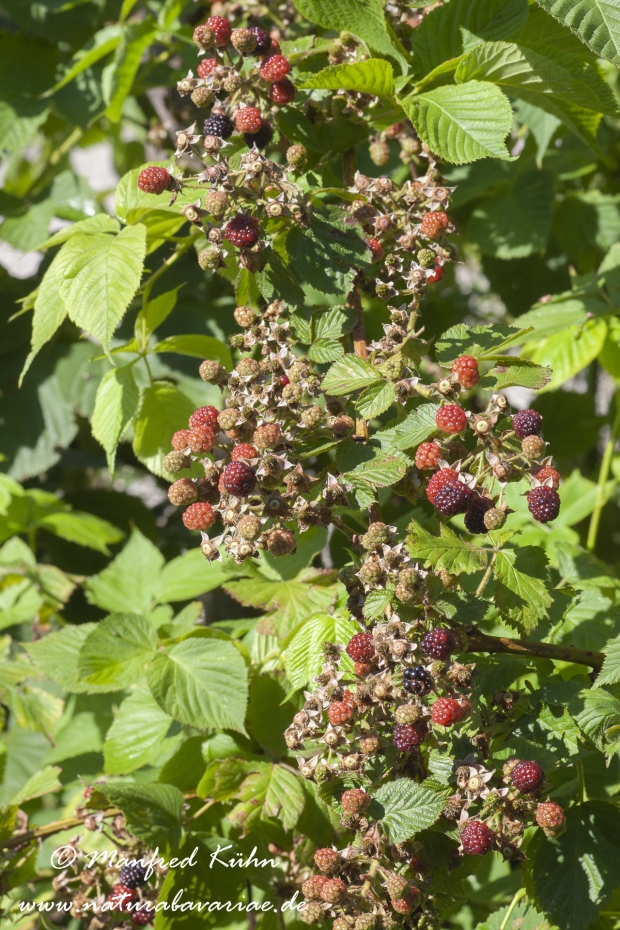 Brombeere_0003