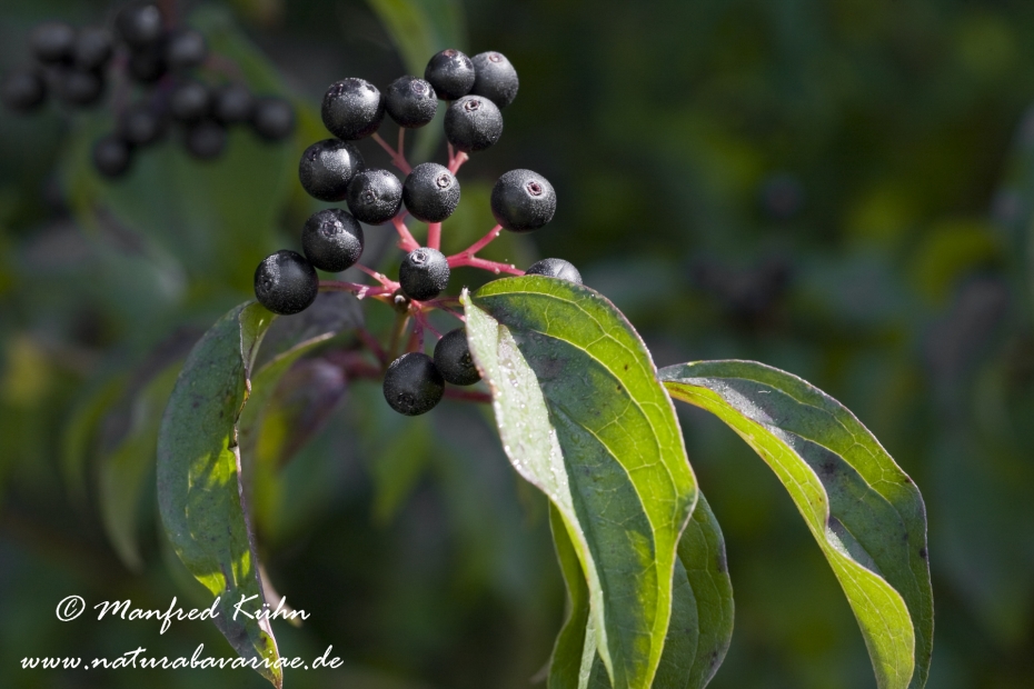 Hartriegel (roter)_0003
