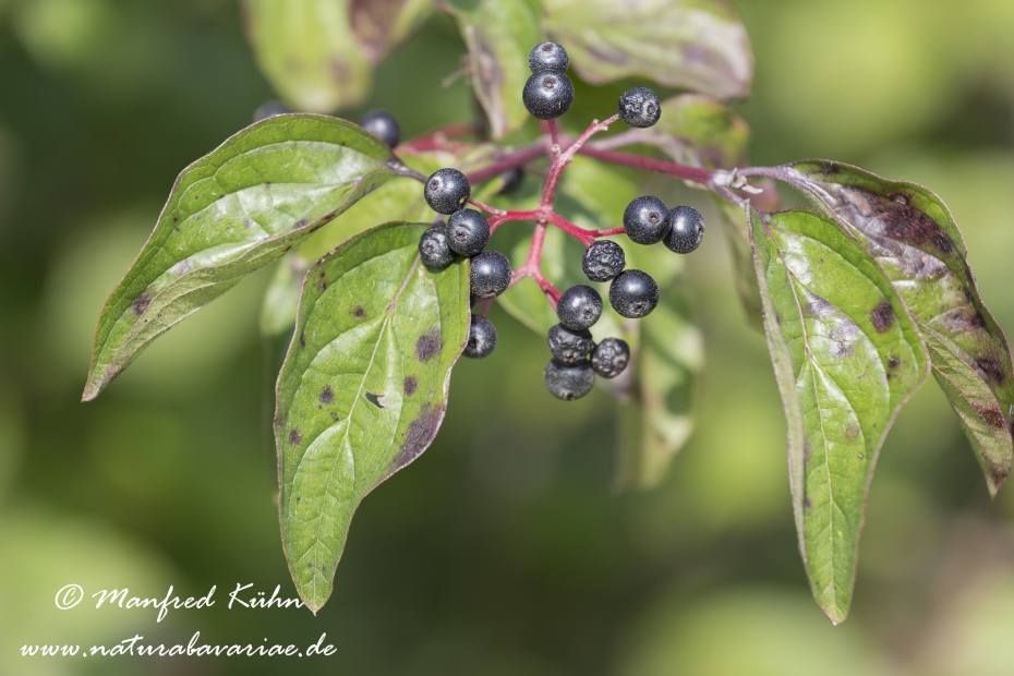 Hartriegel (roter)_0022
