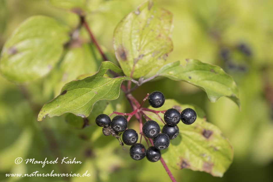 Hartriegel (roter)_0024