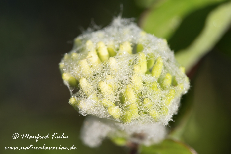 Hartriegel (roter)_0029