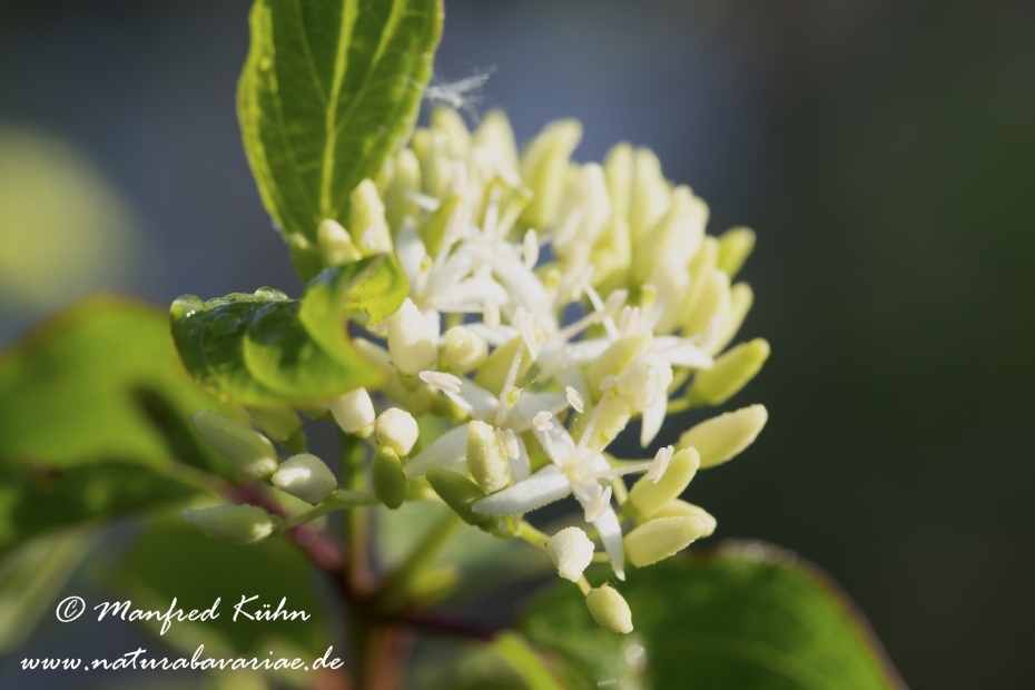 Hartriegel (roter)_0034