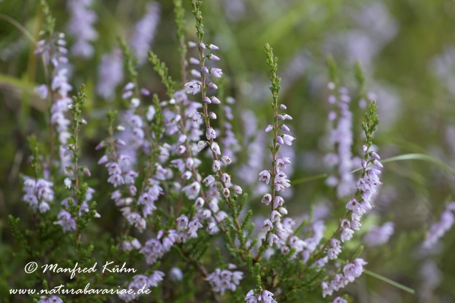 Heidekraut (Besenheide)_0002