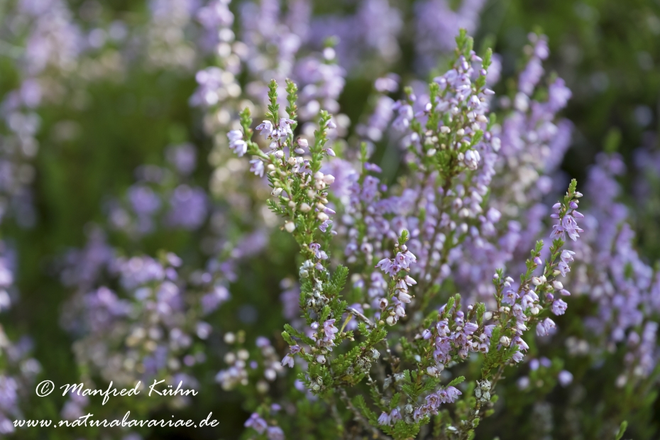 Heidekraut (Besenheide)_0003