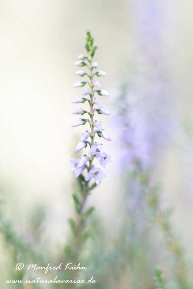 Heidekraut (Besenheide)_0015