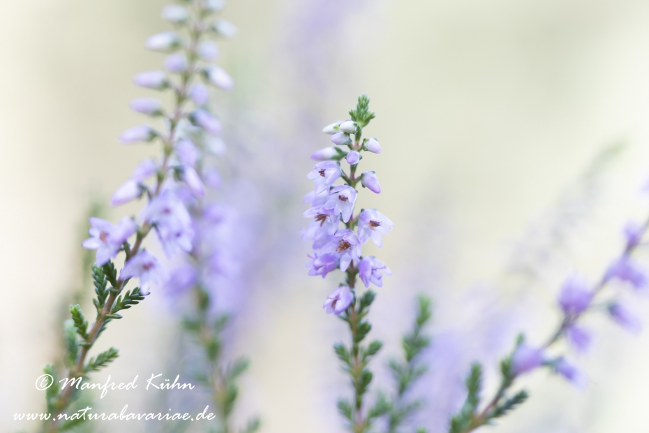 Heidekraut (Besenheide)_0016