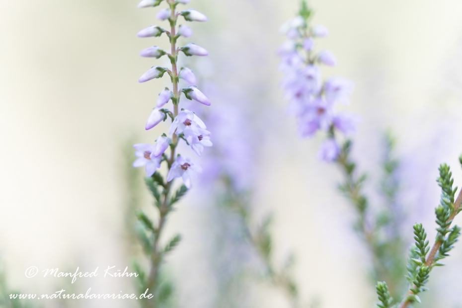 Heidekraut (Besenheide)_0017
