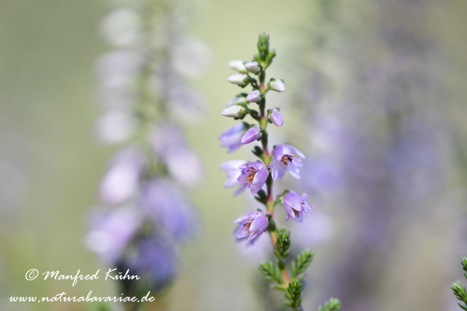 Heidekraut (Besenheide)_0021