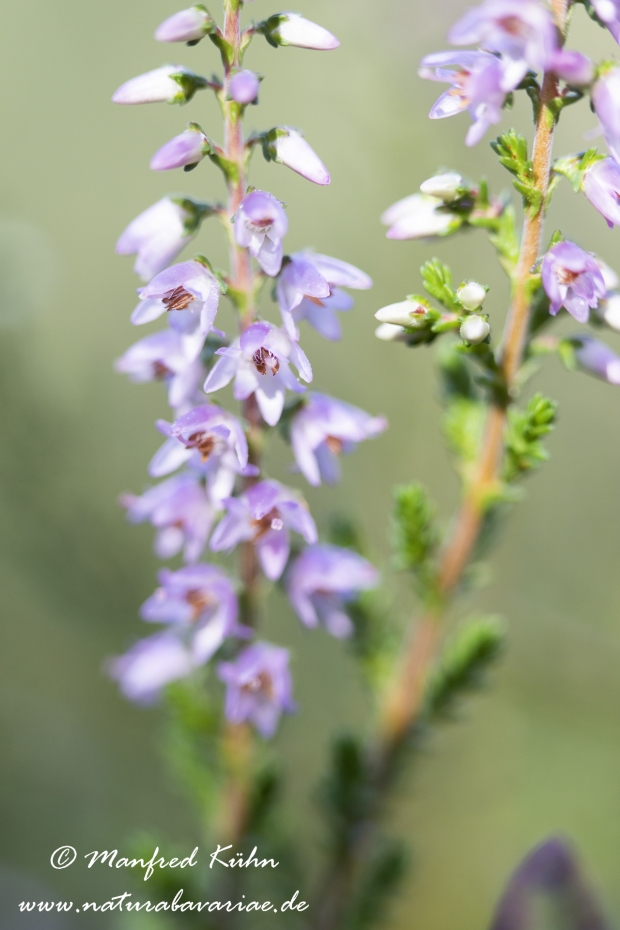 Heidekraut (Besenheide)_0024