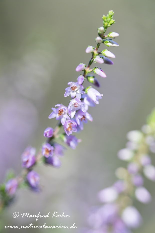 Heidekraut (Besenheide)_0025