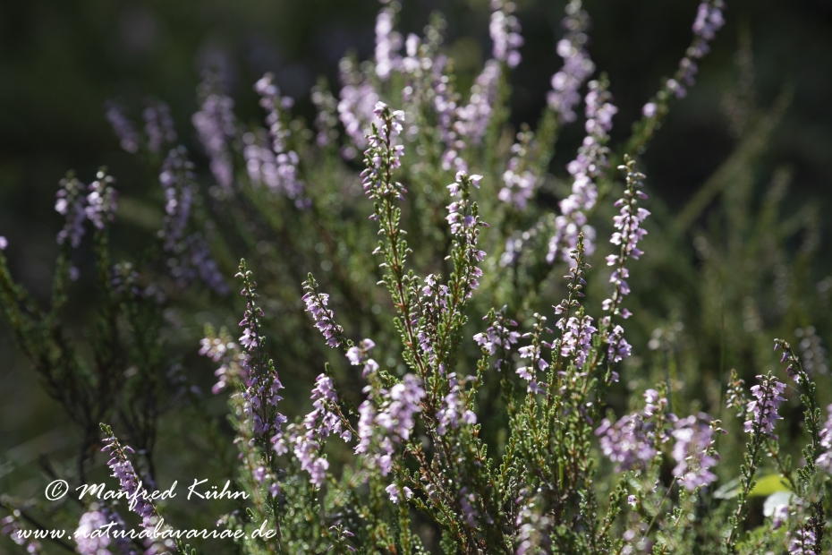 Heidekraut (Besenheide)_0027