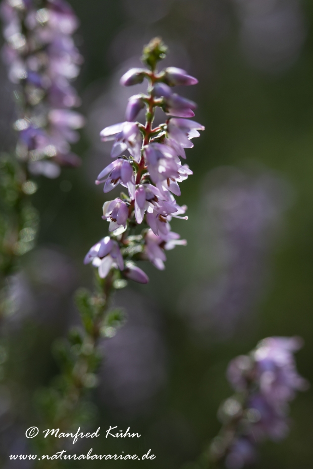 Heidekraut (Besenheide)_0031