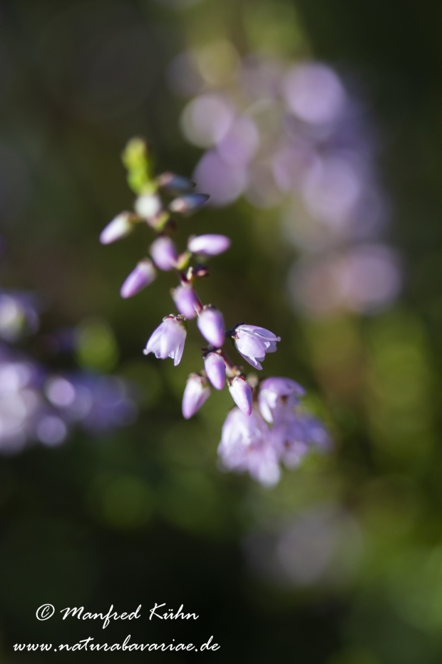Heidekraut (Besenheide)_0034