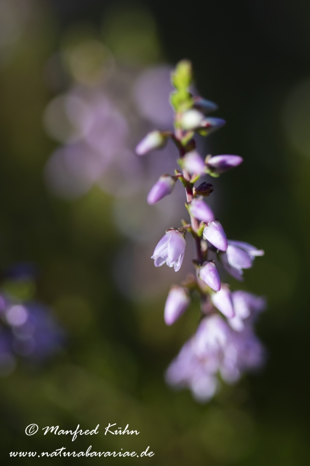 Heidekraut (Besenheide)_0035
