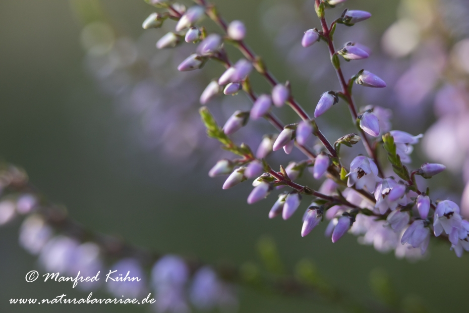 Heidekraut (Besenheide)_0040