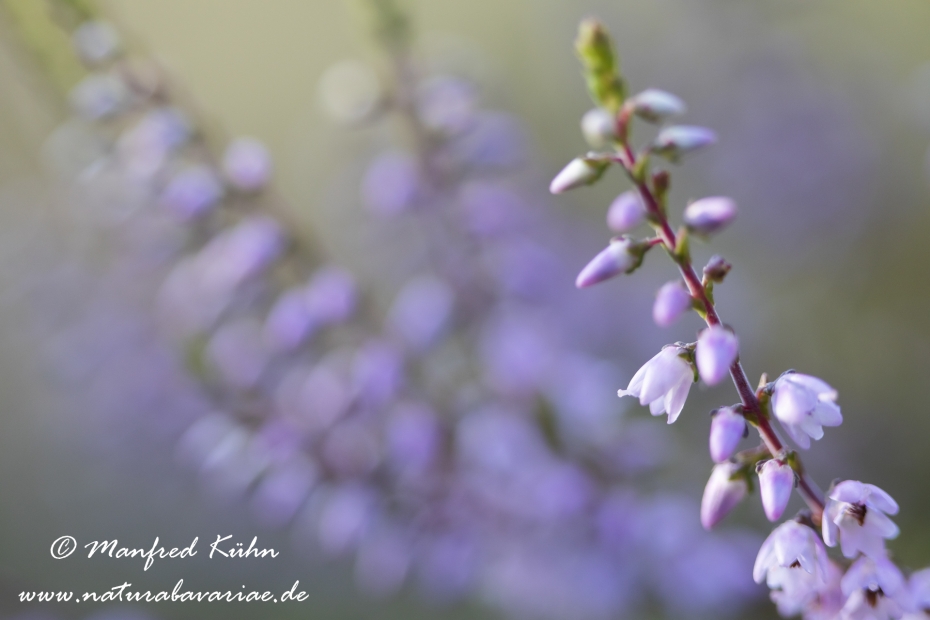 Heidekraut (Besenheide)_0043