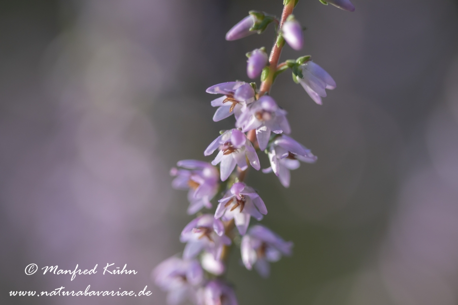 Heidekraut (Besenheide)_0045