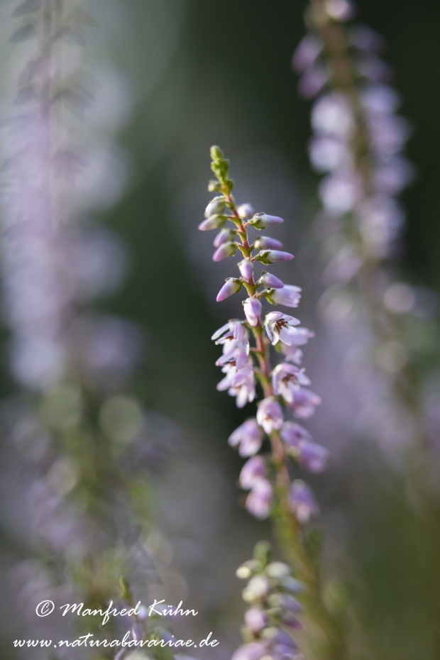 Heidekraut (Besenheide)_0049