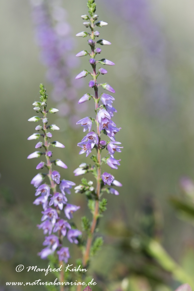 Heidekraut (Besenheide)_0051
