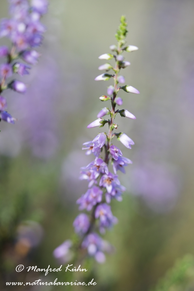 Heidekraut (Besenheide)_0053